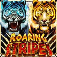 Roaring Stripes - Live22