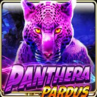 Panthera Pardus - Live22
